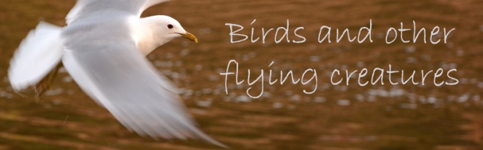 Birds and other flying creatures